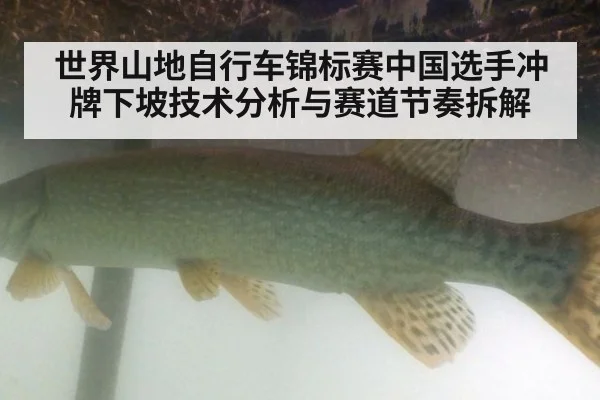 世界山地自行车锦标赛中国选手冲牌下坡技术分析与赛道节奏拆解